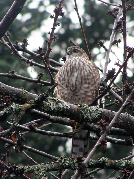 Photo of Accipiter cooperii by Gary Ansell